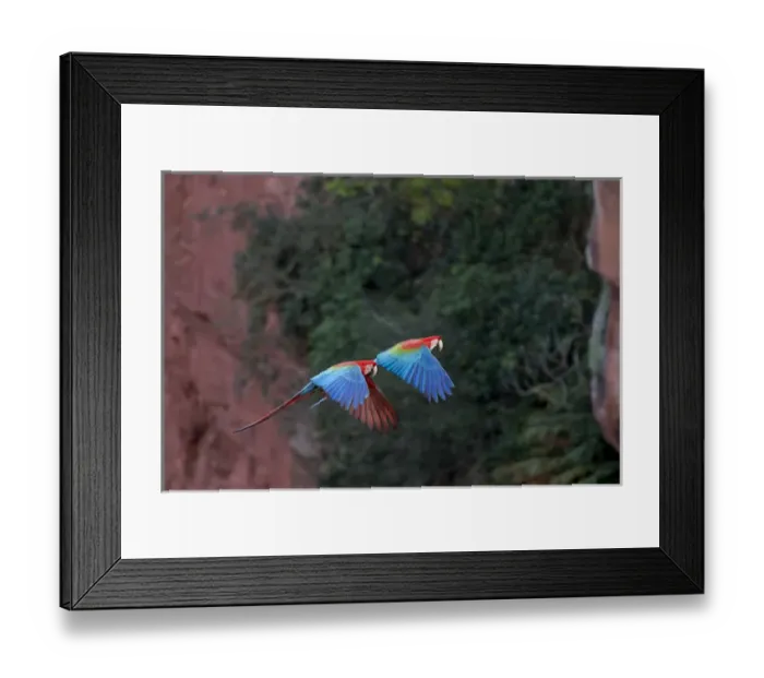 Framed Print : South America, Brazil, Mato Grosso do Sul, Jardim, Sinkhole of the Macaws, red-and-green macaw Framed Print : South America, Brazil, Mato Grosso do Sul, Jardim, Sinkhole of the Macaws, red-and-green macaw
