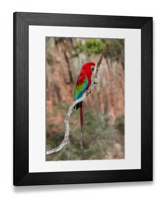 Framed Print : South America, Brazil, Mato Grosso do Sul, Jardim, Sinkhole of the Macaws, red-and-green macaw Framed Print : South America, Brazil, Mato Grosso do Sul, Jardim, Sinkhole of the Macaws, red-and-green macaw