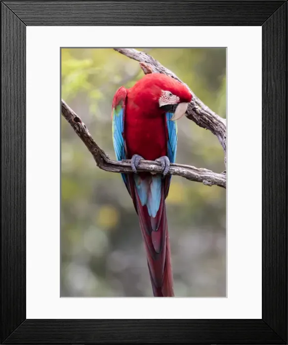 Framed Print : South America, Brazil, Mato Grosso do Sul, Jardim, Sinkhole of the Macaws, red-and-green macaw