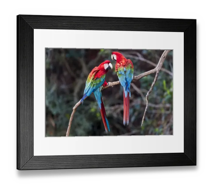 Framed Print : South America, Brazil, Mato Grosso do Sul, Jardim, Sinkhole of the Macaws, red-and-green macaw Framed Print : South America, Brazil, Mato Grosso do Sul, Jardim, Sinkhole of the Macaws, red-and-green macaw