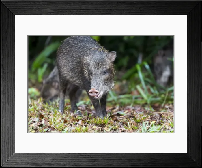 Framed Print : South America, Brazil, Mato Grosso do Sul, white-lipped peccary, Tayassu pecari Framed Print : South America, Brazil, Mato Grosso do Sul, white-lipped peccary, Tayassu pecari