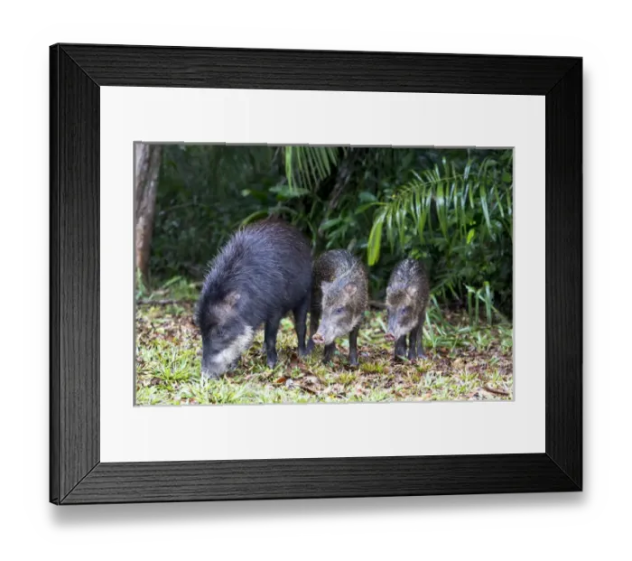 Framed Print : South America, Brazil, Mato Grosso do Sul, white-lipped peccary, Tayassu pecari