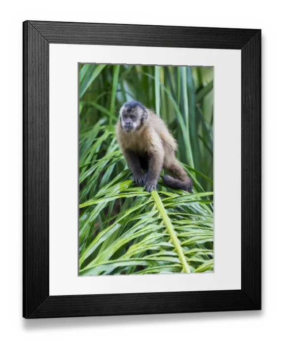 Framed Print : South America, Brazil, Mato Grosso do Sul, Bonito, brown capuchin monkey, Cebus apella Framed Print : South America, Brazil, Mato Grosso do Sul, Bonito, brown capuchin monkey, Cebus apella