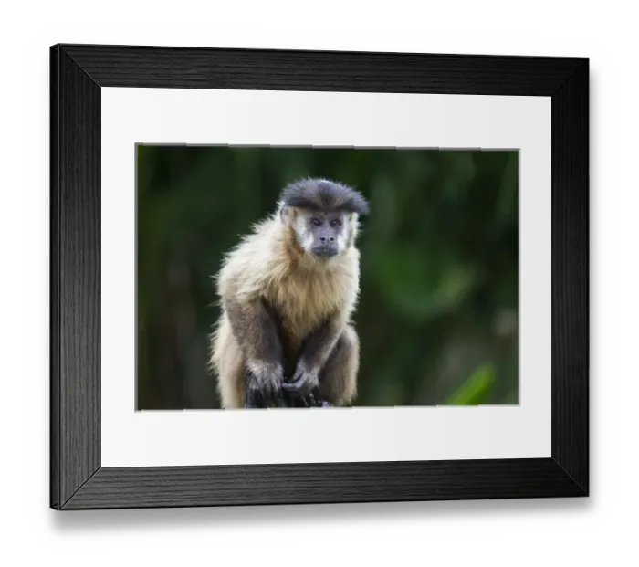 Framed Print : South America, Brazil, Mato Grosso do Sul, Bonito, brown capuchin monkey, Cebus apella