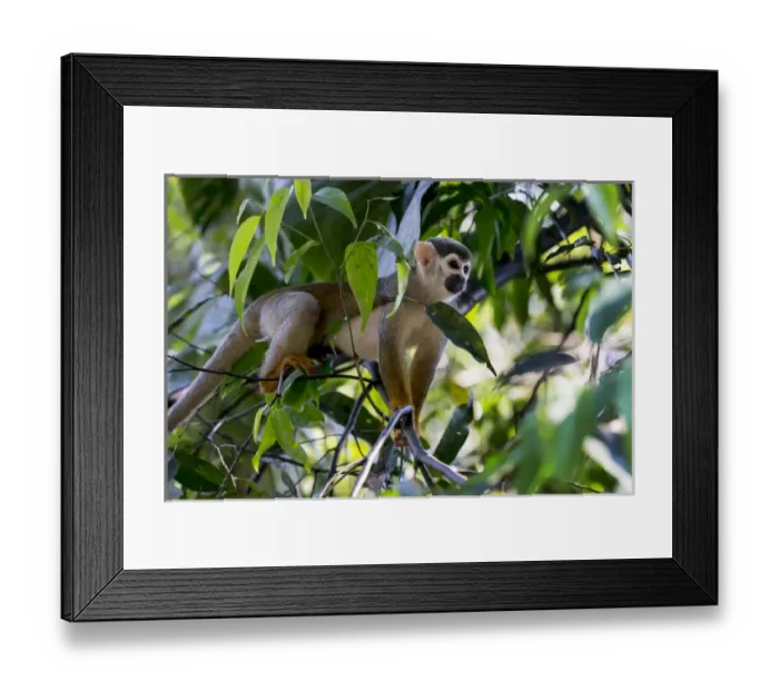 Framed Print : South America, Brazil, The Amazon, Manaus, Amazon EcoPark Jungle Lodge, common squirrel monkey Framed Print : South America, Brazil, The Amazon, Manaus, Amazon EcoPark Jungle Lodge, common squirrel monkey