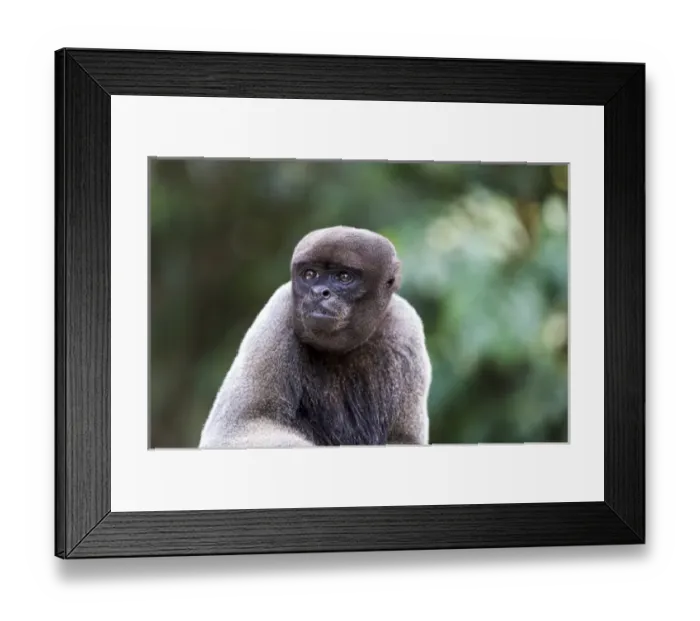 Framed Print : South America, Brazil, The Amazon, Manaus, Amazon EcoPark Jungle Lodge, common woolly monkey Framed Print : South America, Brazil, The Amazon, Manaus, Amazon EcoPark Jungle Lodge, common woolly monkey