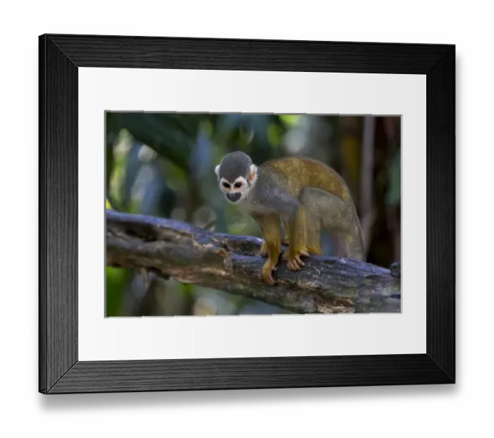 Framed Print : South America, Brazil, The Amazon, Manaus, Amazon EcoPark Jungle Lodge, common squirrel monkey Framed Print : South America, Brazil, The Amazon, Manaus, Amazon EcoPark Jungle Lodge, common squirrel monkey