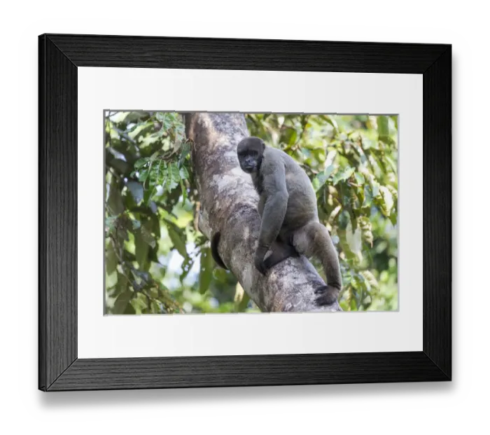 Framed Print : South America, Brazil, The Amazon, Manaus, Amazon EcoPark Jungle Lodge, common woolly monkey Framed Print : South America, Brazil, The Amazon, Manaus, Amazon EcoPark Jungle Lodge, common woolly monkey