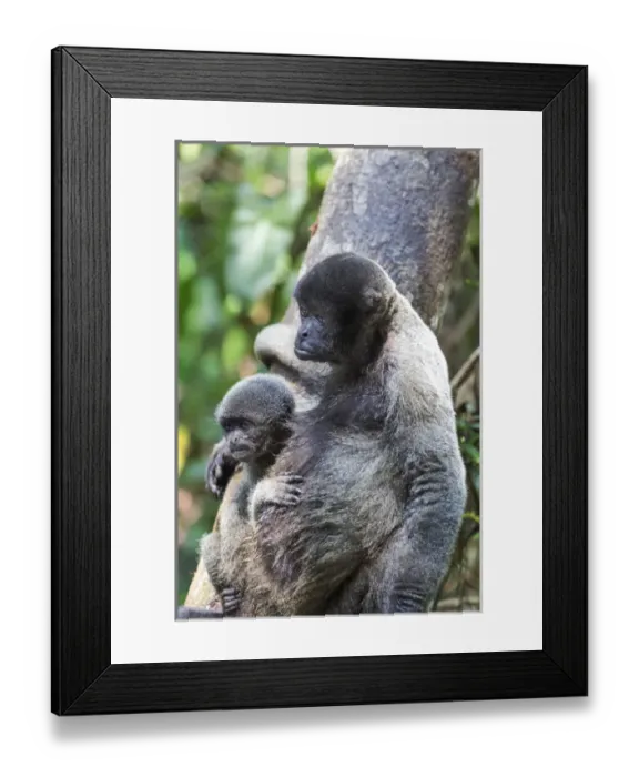 Framed Print : South America, Brazil, The Amazon, Manaus, common woolly monkey, Lagothrix lagothricha Framed Print : South America, Brazil, The Amazon, Manaus, common woolly monkey, Lagothrix lagothricha