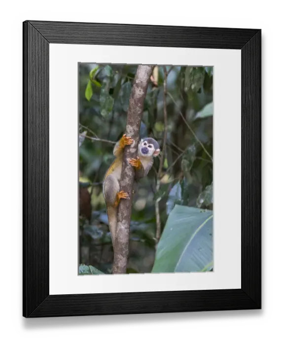 Framed Print : South America, Brazil, The Amazon, Manaus, Amazon EcoPark Jungle Lodge, common squirrel monkey Framed Print : South America, Brazil, The Amazon, Manaus, Amazon EcoPark Jungle Lodge, common squirrel monkey