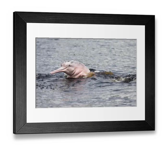 Framed Print : South America, Brazil, The Amazon, Manaus, Rio Negro, pink river dolphin, Inia geoffrensis Framed Print : South America, Brazil, The Amazon, Manaus, Rio Negro, pink river dolphin, Inia geoffrensis
