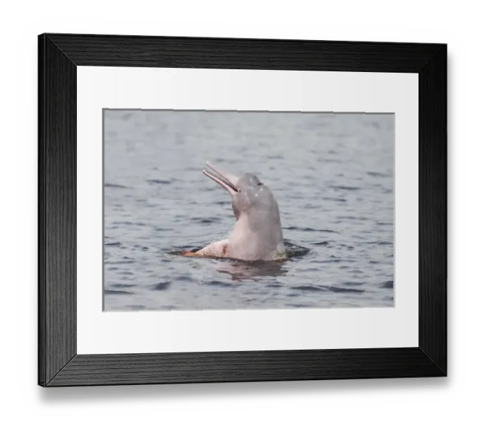Framed Print : South America, Brazil, The Amazon, Manaus, Rio Negro, pink river dolphin, Inia geoffrensis Framed Print : South America, Brazil, The Amazon, Manaus, Rio Negro, pink river dolphin, Inia geoffrensis