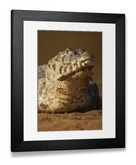 Framed Print : South America, Brazil, Pantanal, Spectacled Caiman, Caiman crocodilus, swimming in river Framed Print : South America, Brazil, Pantanal, Spectacled Caiman, Caiman crocodilus, swimming in river
