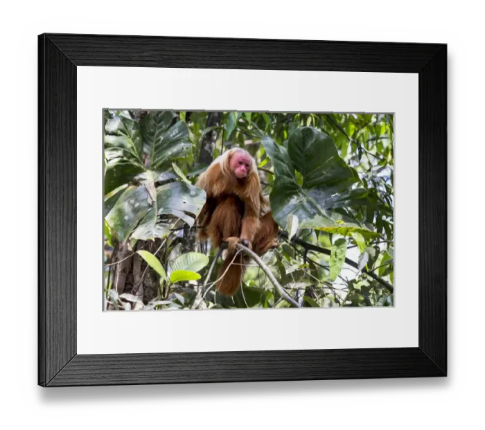 Framed Print : South America, Brazil, The Amazon, Manaus, Amazon EcoPark Jungle Lodge, bald uakari monkey Framed Print : South America, Brazil, The Amazon, Manaus, Amazon EcoPark Jungle Lodge, bald uakari monkey