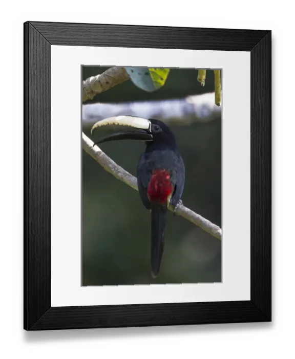 Framed Print : South America, Brazil, State of Amazonas, The Amazon, Near Manaus, black-necked aracari Framed Print : South America, Brazil, State of Amazonas, The Amazon, Near Manaus, black-necked aracari