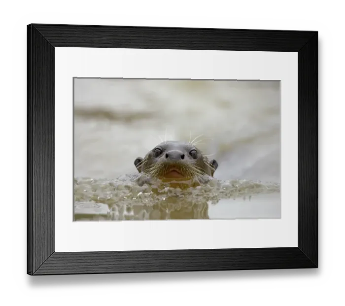 Framed Print : South America, Brazil, Pantanal, Giant River Otter, Pteronura brasiliensis, swimming