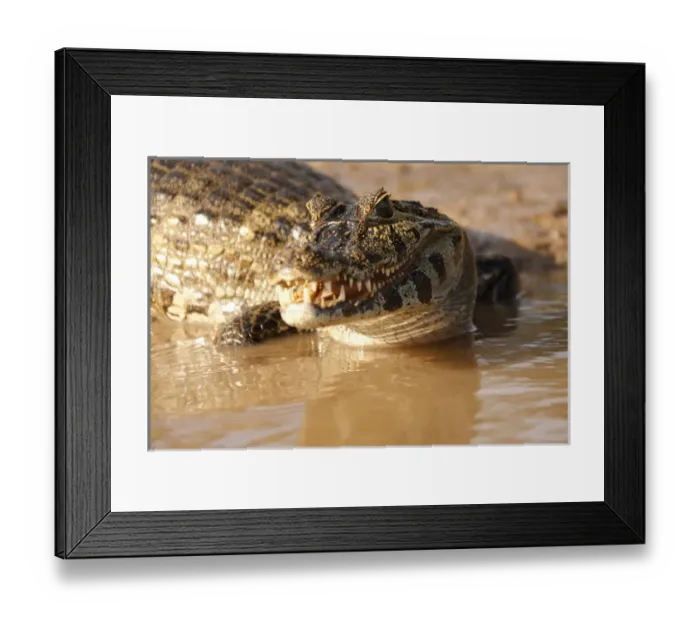 Framed Print : South America, Brazil, Pantanal, Spectacled Caiman, Caiman crocodilus, swimming in river Framed Print : South America, Brazil, Pantanal, Spectacled Caiman, Caiman crocodilus, swimming in river