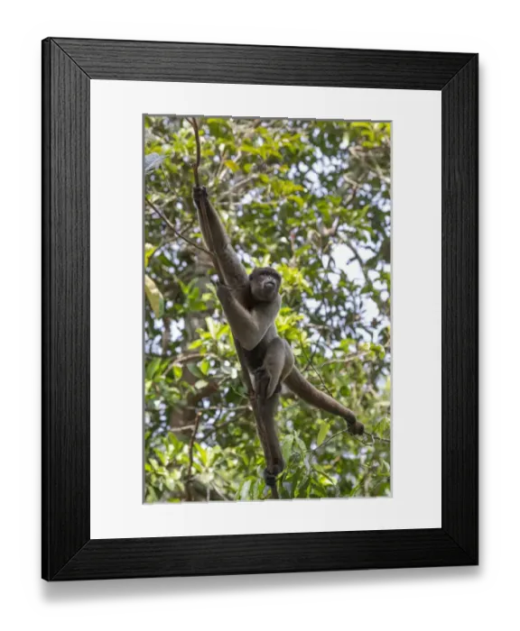 Framed Print : South America, Brazil, The Amazon, Manaus, Amazon EcoPark Jungle Lodge, common woolly monkey