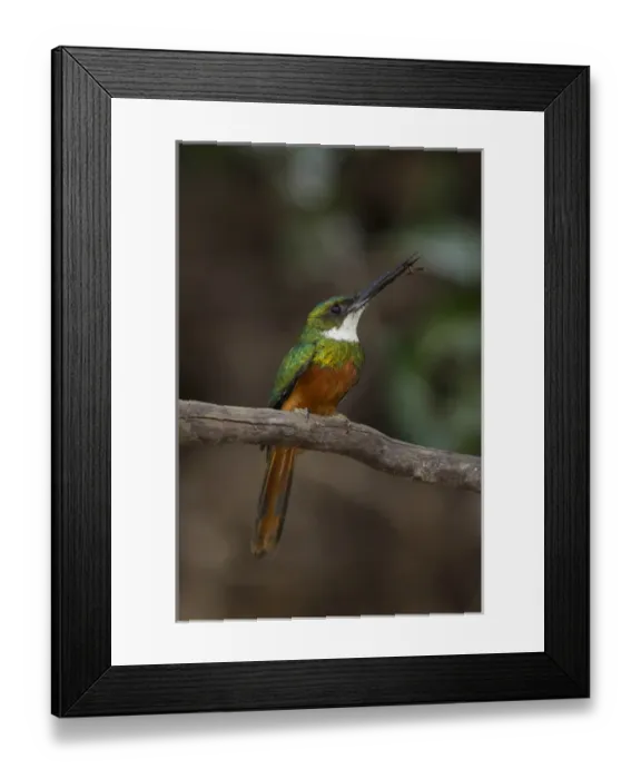 Framed Print : South America, Brazil, Pantanal, Rufous-tailed Jacamar, Galbula ruficauda, male on tree branch Framed Print : South America, Brazil, Pantanal, Rufous-tailed Jacamar, Galbula ruficauda, male on tree branch