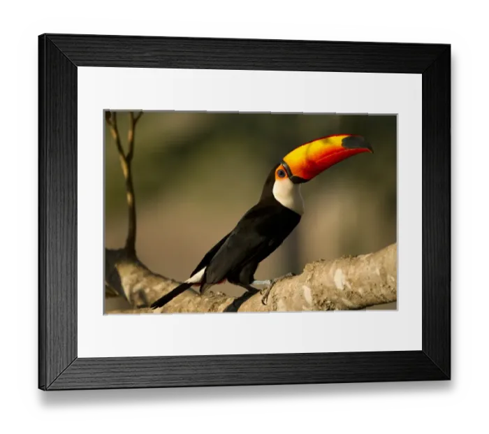 Framed Print : South America, Brazil, Pantanal, Mato Grosso, Toco Toucan, Ramphastos toco, perched in a tree Framed Print : South America, Brazil, Pantanal, Mato Grosso, Toco Toucan, Ramphastos toco, perched in a tree