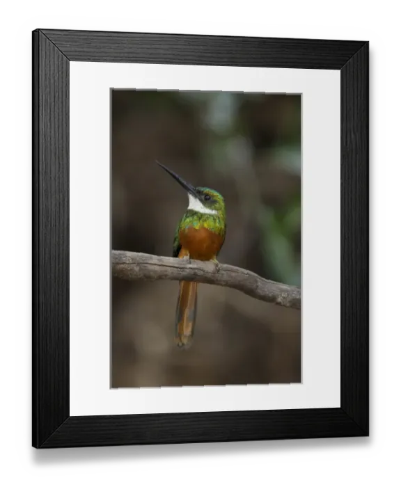 Framed Print : South America, Brazil, Pantanal, Rufous-tailed Jacamar, Galbula ruficauda, male on tree branch