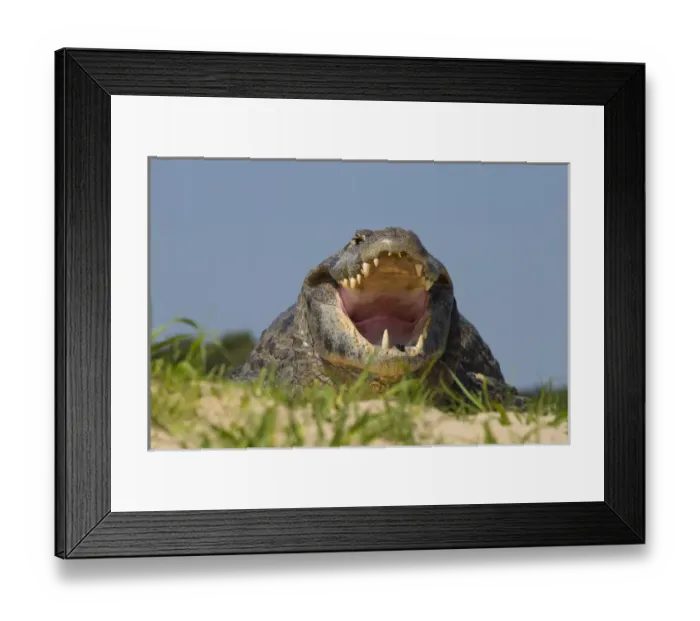 Framed Print : South America, Brazil, Pantanal, Moto Grosso, Spectacled Caiman, Caiman crocodilus Framed Print : South America, Brazil, Pantanal, Moto Grosso, Spectacled Caiman, Caiman crocodilus