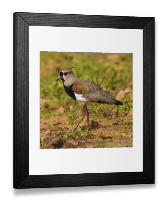 Framed Print : South America. Brazil. A southern lapwing (Vanellus chilensis) foraging along Framed Print : South America. Brazil. A southern lapwing (Vanellus chilensis) foraging along