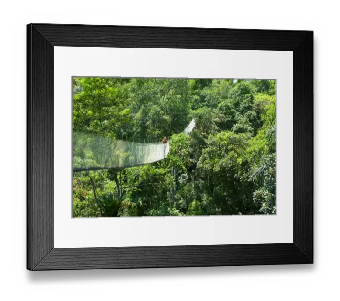 Framed Print : Woman on a canopy walkway above the Amazon Jungle of Brazil or Peru, South America Framed Print : Woman on a canopy walkway above the Amazon Jungle of Brazil or Peru, South America