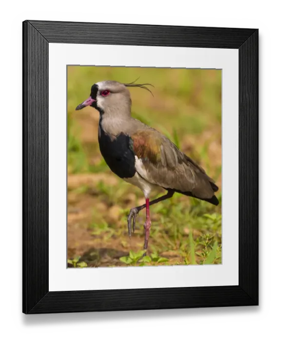 Framed Print : South America. Brazil. A southern lapwing (Vanellus chilensis) foraging along Framed Print : South America. Brazil. A southern lapwing (Vanellus chilensis) foraging along