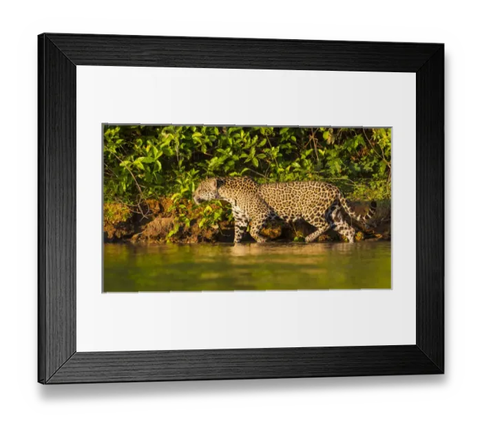 Framed Print : South America. Brazil. A female jaguar (Panthera onca), an apex predator hunting Framed Print : South America. Brazil. A female jaguar (Panthera onca), an apex predator hunting