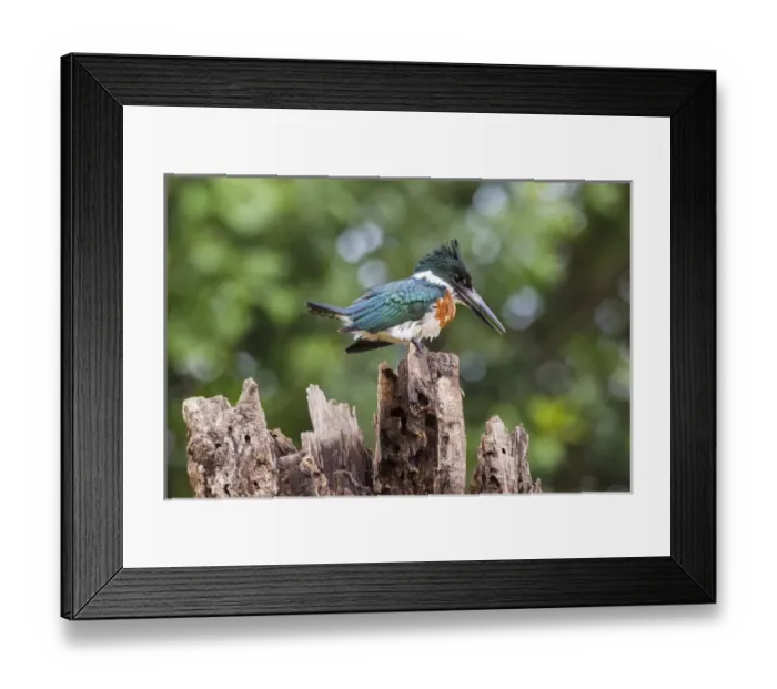 Framed Print : South America. Brazil. A Green kingfisher (Cloroceryle americana) commonly found in the Pantanal