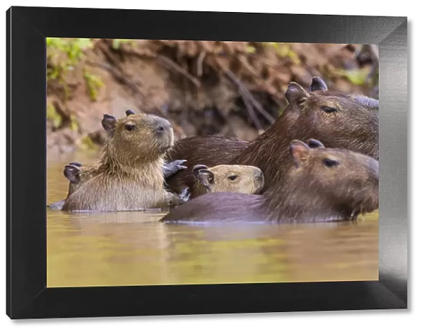 South America. Brazil. Capybaras (Hydrochoerus hydrochaeris) are rodents commonly
