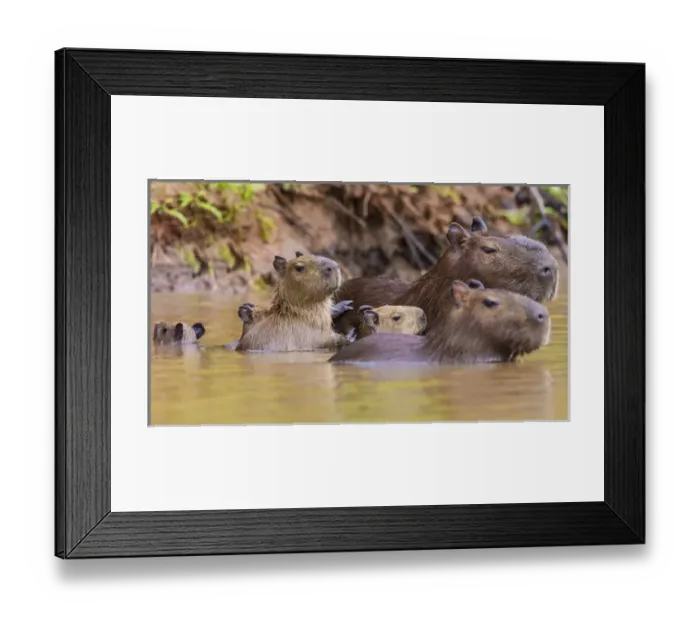 Framed Print : South America. Brazil. Capybaras (Hydrochoerus hydrochaeris) are rodents commonly Framed Print : South America. Brazil. Capybaras (Hydrochoerus hydrochaeris) are rodents commonly