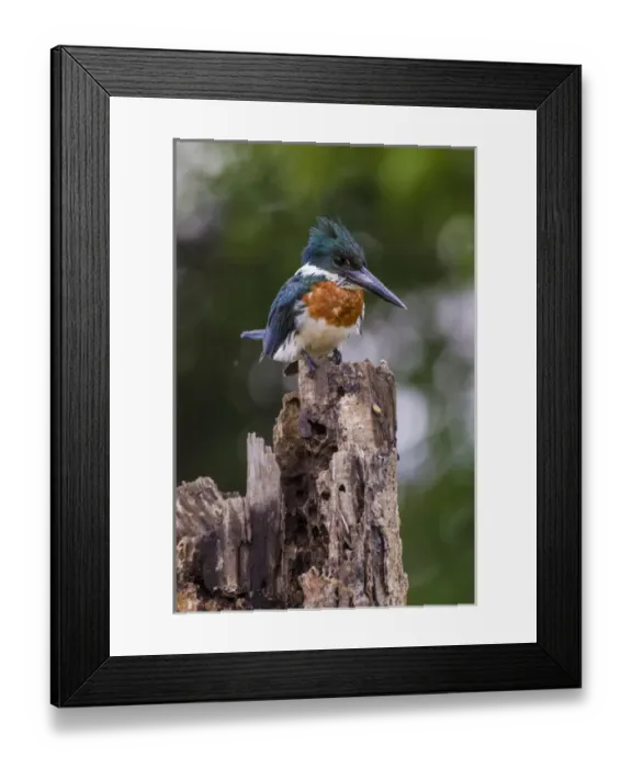Framed Print : South America. Brazil. A Green kingfisher (Cloroceryle americana) commonly found in the Pantanal Framed Print : South America. Brazil. A Green kingfisher (Cloroceryle americana) commonly found in the Pantanal