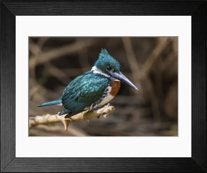 Framed Print : South America. Brazil. A Green kingfisher (Cloroceryle americana) commonly found in the Pantanal