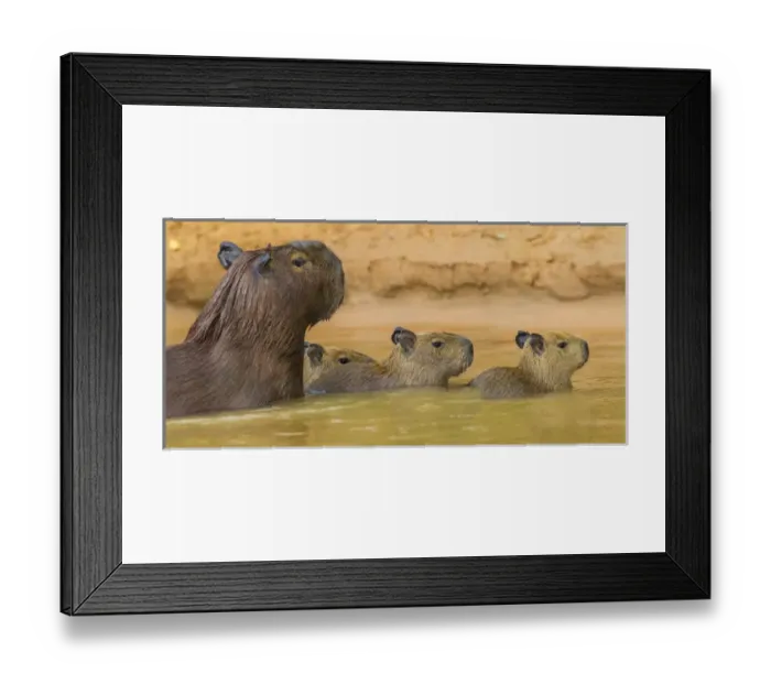 Framed Print : South America. Brazil. Capybaras (Hydrochoerus hydrochaeris) are rodents commonly