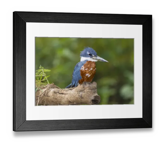 Framed Print : South America. Brazil. A male Amazon kingfisher (Chloroceryle amazona) commonly found Framed Print : South America. Brazil. A male Amazon kingfisher (Chloroceryle amazona) commonly found