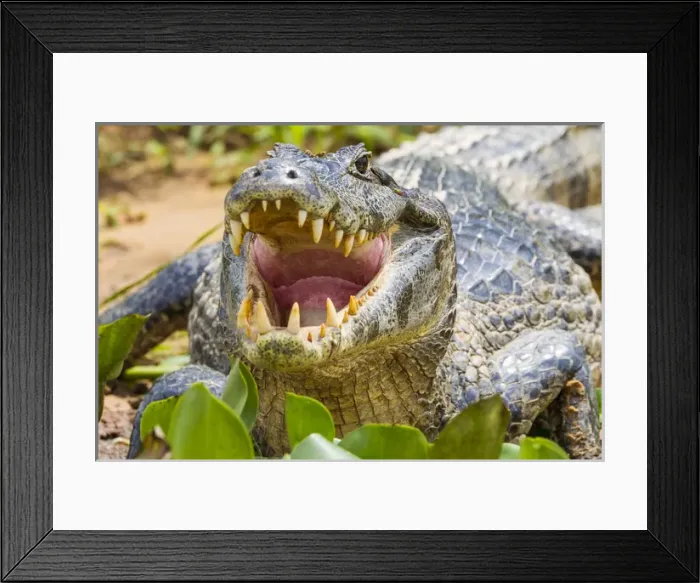 Framed Print : South America. Brazil. A spectacled caiman (Caiman crocodilus) commonly found in the Pantanal