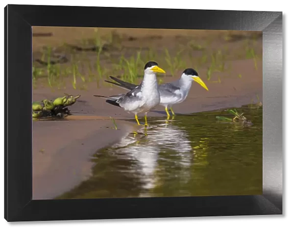 South America. Brazil. A group of large-billed terns (Phaetusa simplex) wades along