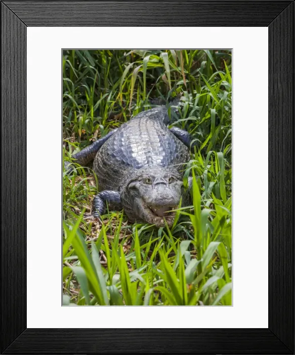Framed Print : South America. Brazil. A spectacled caiman (Caiman crocodilus) commonly found in the Pantanal Framed Print : South America. Brazil. A spectacled caiman (Caiman crocodilus) commonly found in the Pantanal