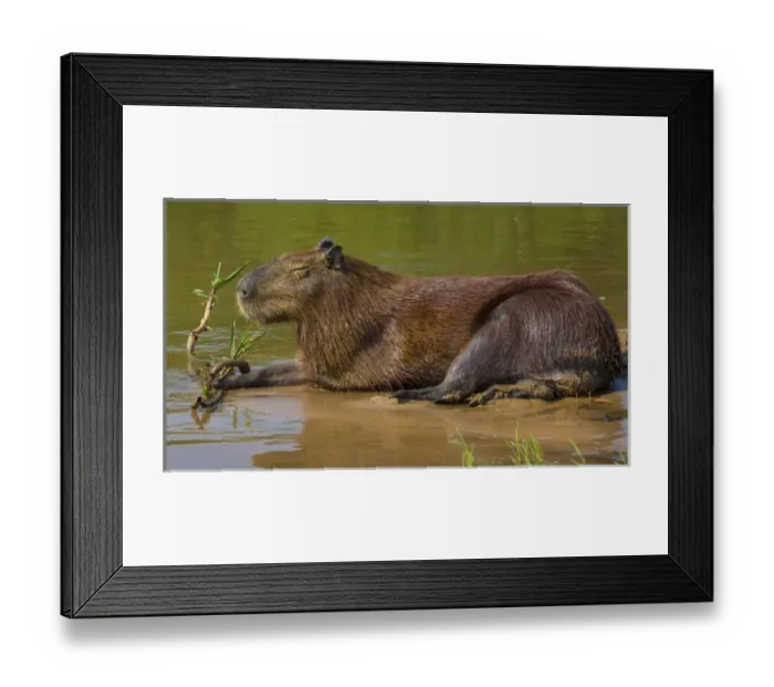 Framed Print : South America. Brazil. A capybara (Hydrochoerus hydrochaeris) is a rodent commonly