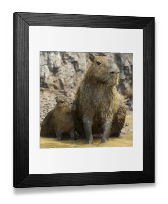 Framed Print : South America. Brazil. A capybara (Hydrochoerus hydrochaeris) is a rodent commonly Framed Print : South America. Brazil. A capybara (Hydrochoerus hydrochaeris) is a rodent commonly