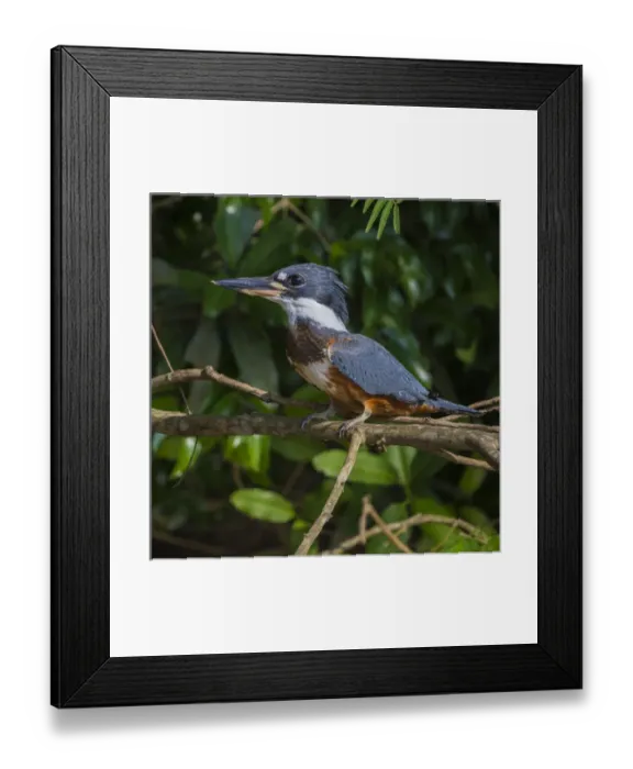 Framed Print : South America. Brazil. An Amazon kingfisher (Chloroceryle amazona) with a small captured