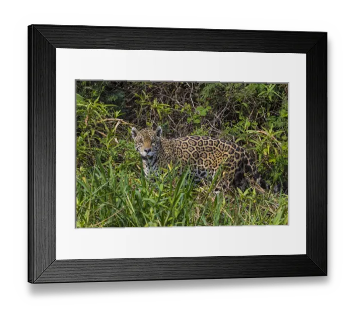 Framed Print : South America. Brazil. A jaguar (Panthera onca), an apex predator, walks along Framed Print : South America. Brazil. A jaguar (Panthera onca), an apex predator, walks along