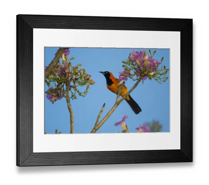 Framed Print : South America. Brazil. An orange-backed troupial (Icterus croconotus) harvesting Framed Print : South America. Brazil. An orange-backed troupial (Icterus croconotus) harvesting