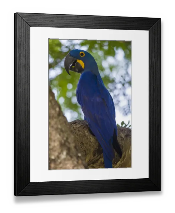 Framed Print : South America. Brazil. Hyacynth macaw (Anodorhynchus hyacinthinus), a vulnerable species of parrot