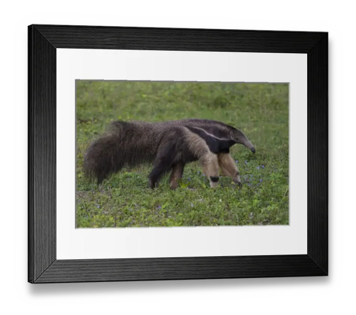 Framed Print : South America. Brazil. A giant anteater (Myrmecophagia tridactyla) in the Pantanal Framed Print : South America. Brazil. A giant anteater (Myrmecophagia tridactyla) in the Pantanal