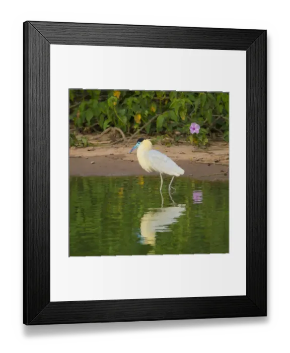Framed Print : South America. Brazil. A capped heron (Pilherodius pileatus) wades along a lakeshore