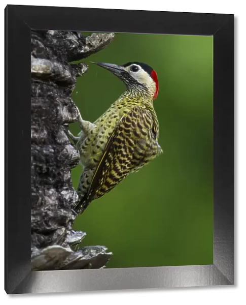 South America. Brazil. A green-barred woodpecker (Colaptes melanochloros) in the Pantanal