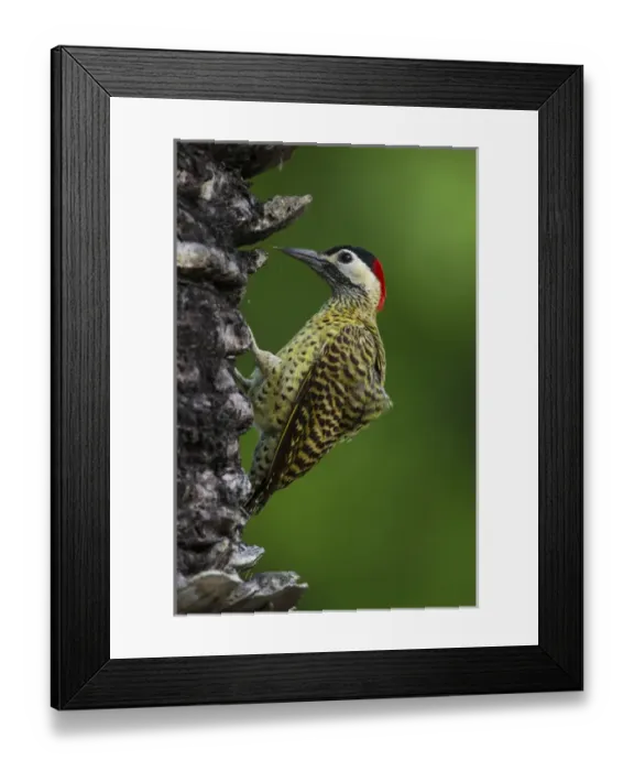 Framed Print : South America. Brazil. A green-barred woodpecker (Colaptes melanochloros) in the Pantanal Framed Print : South America. Brazil. A green-barred woodpecker (Colaptes melanochloros) in the Pantanal